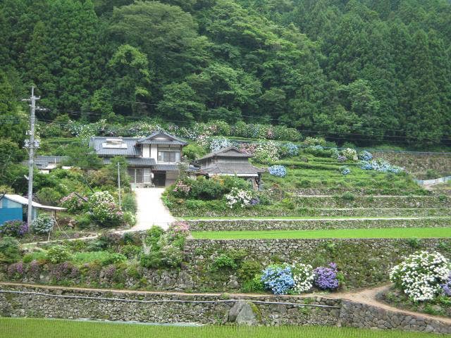 中木庭棚田のあじさい