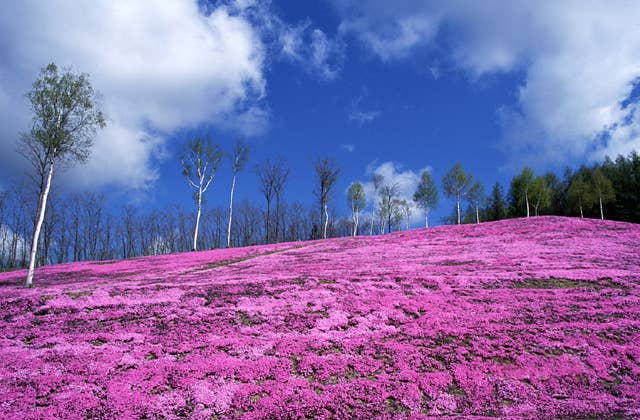 滝上公園の芝ざくら