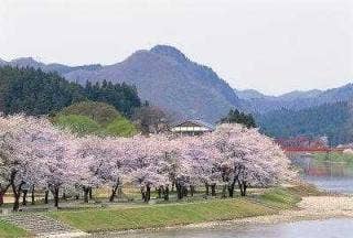 麒麟山公園の桜