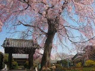 唯信寺の桜