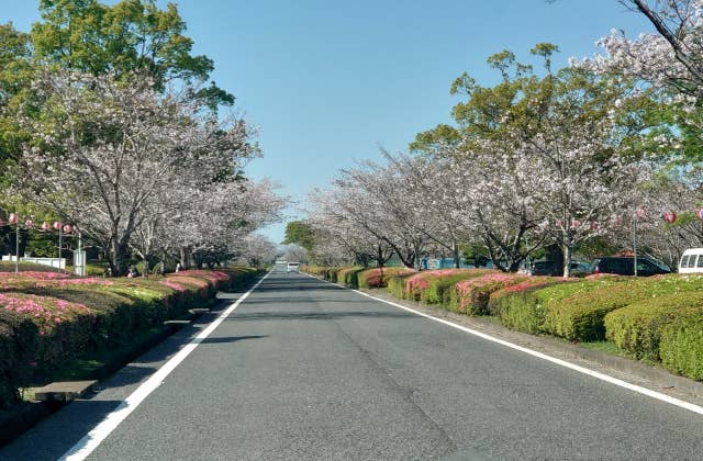 桜並木