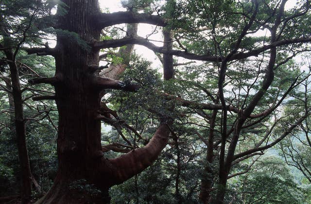 那智原生林