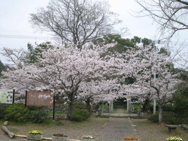 普明寺の桜