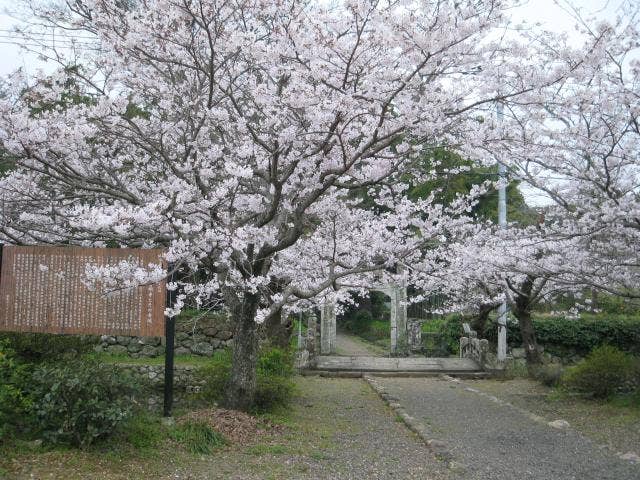 普明寺の桜