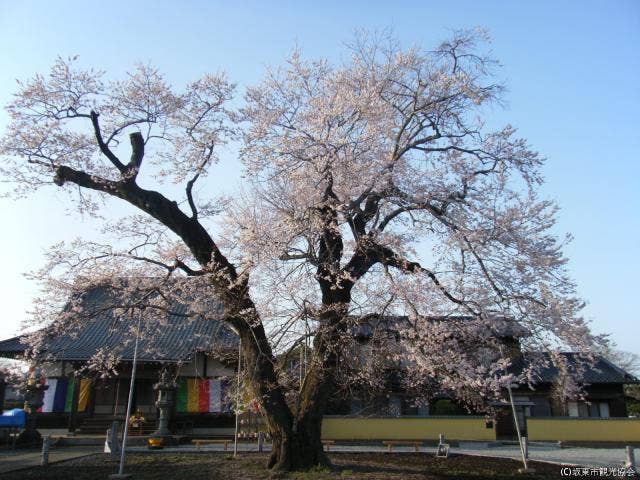 歓喜寺 江戸彼岸桜