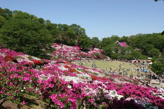 西山公園つつじ