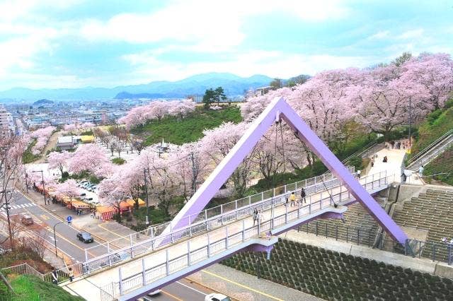 西山公園さくら