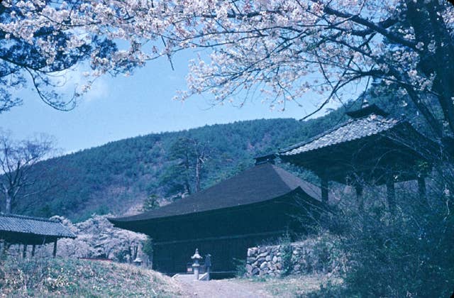 大善寺の桜
