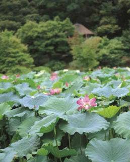 栗林公園のハス