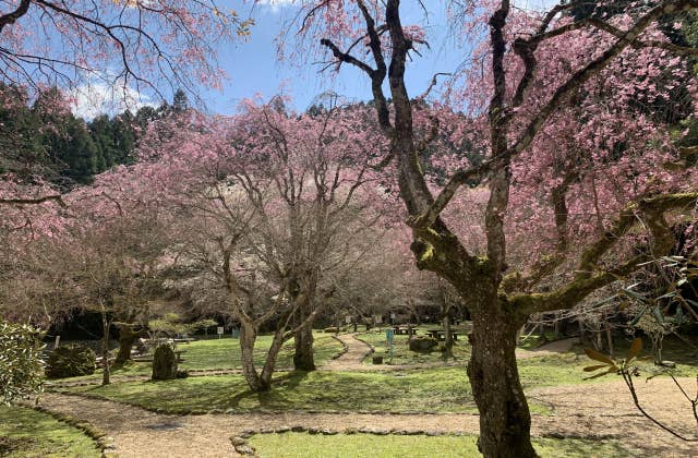 蜻蛉の滝周辺・桜