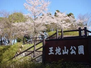 王地山公園の桜