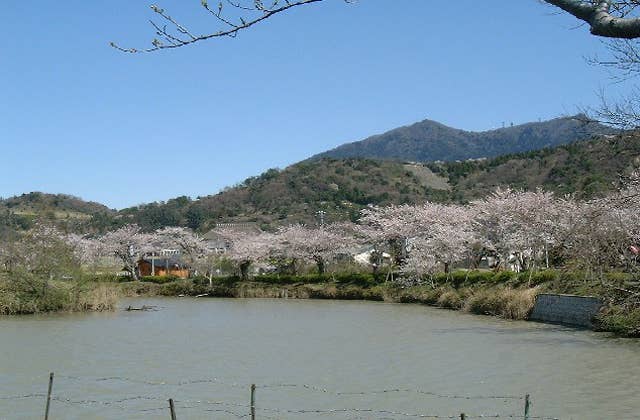 北条大池の桜