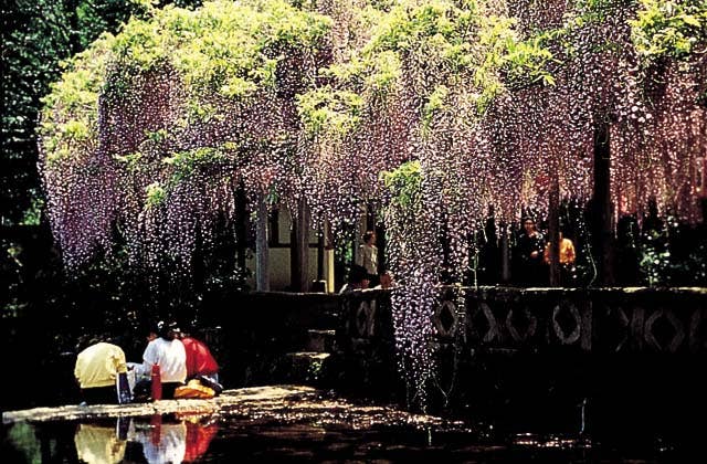 西寒多神社の藤