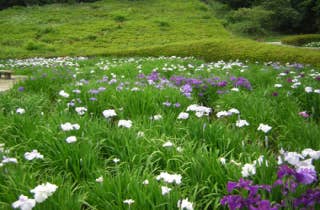 周南西緑地公園／しょうぶ