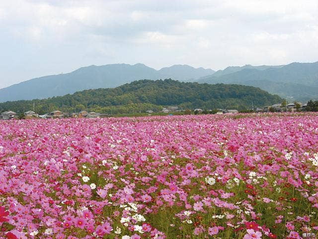 香具山