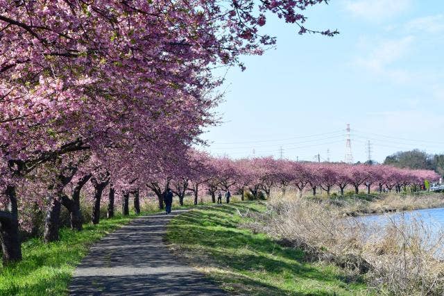 河津桜