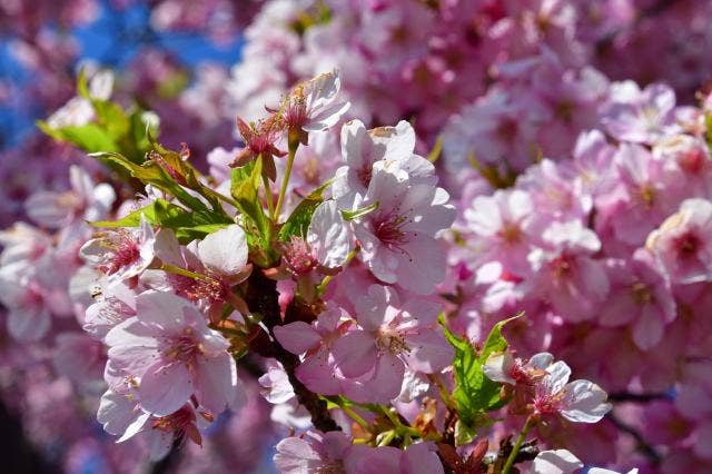 河津桜