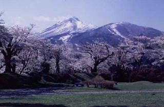 亀ヶ城公園の桜