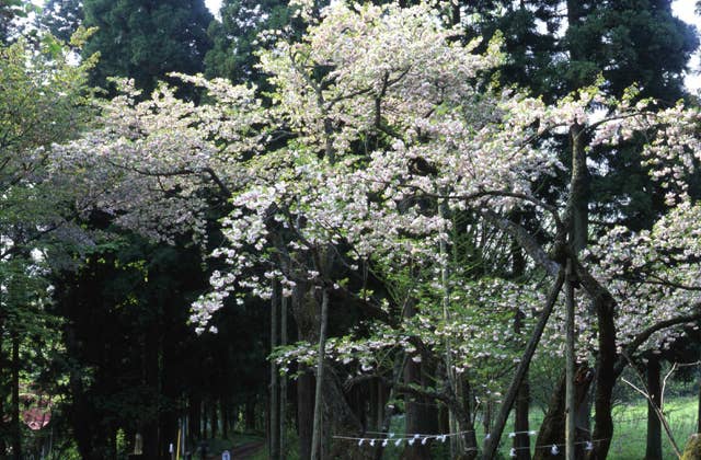 磐椅神社の大鹿桜