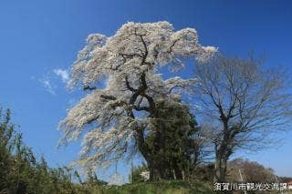 古舘の桜