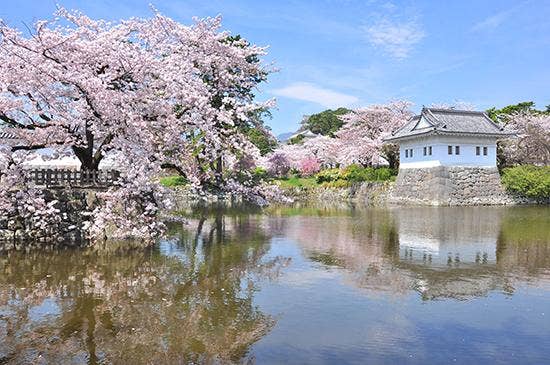 小田原城址公園の桜