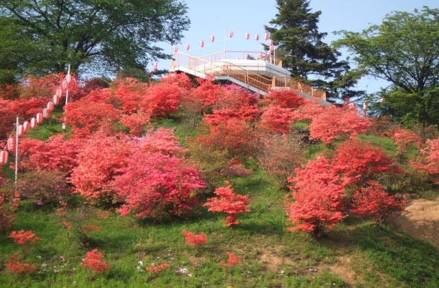 おしゃもじ山のつつじ