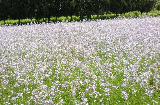 アザキ大根の花