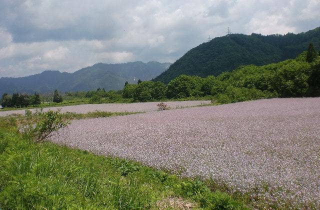 アザキ大根の花畑