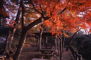 太平山の紅葉