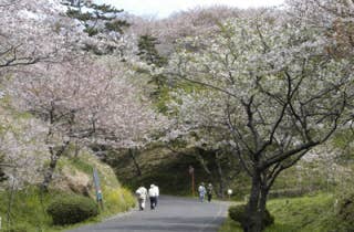 竜王山公園／さくら