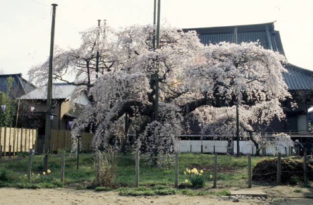 般若院