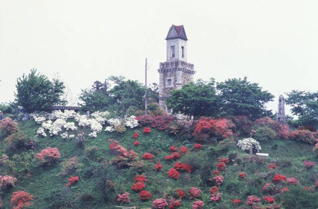 錦着山公園のツツジ