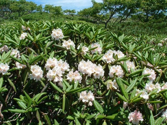 山頂付近に咲くシャクナゲ（７月）