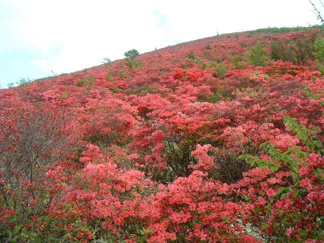 一面に咲くツツジ（６月）