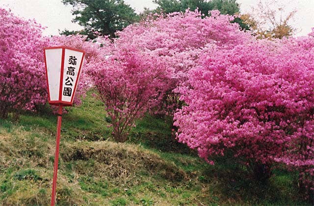 弥高山のツツジ