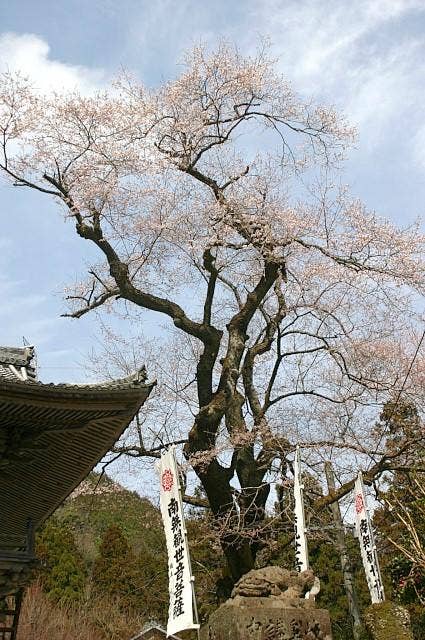 甘南美寺　江戸彼岸桜