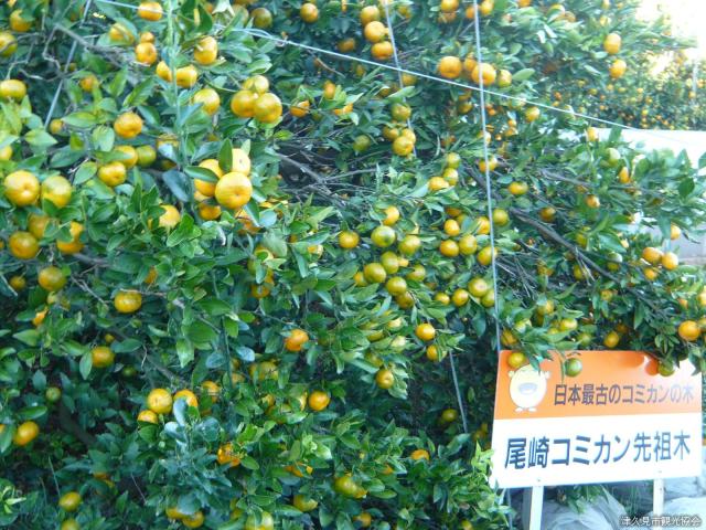 みかん 楽天市場】【送料無料】 佐賀県産 祐徳みかん 一押し M〜Lサイズ