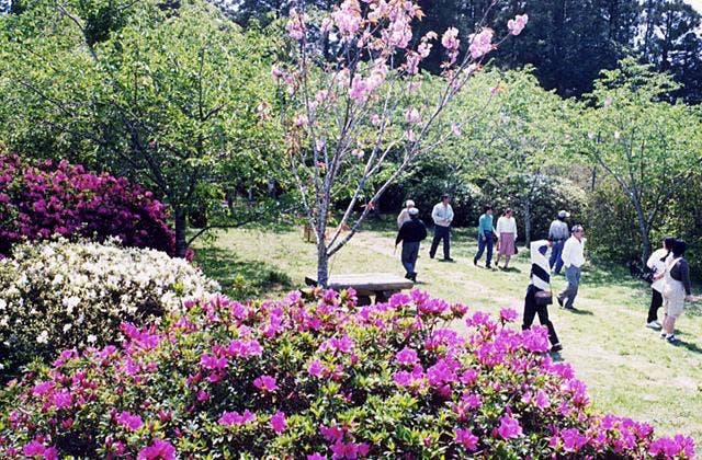 雲井岬のつつじ