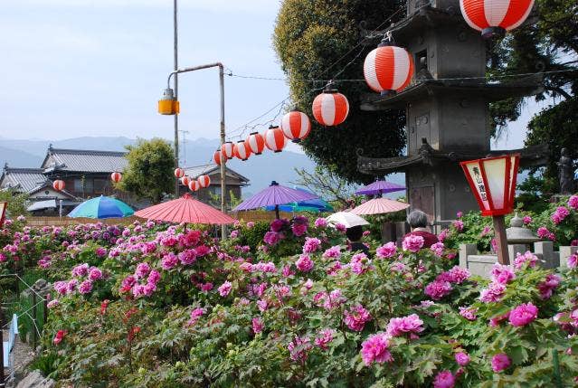 法安寺　ぼたん２