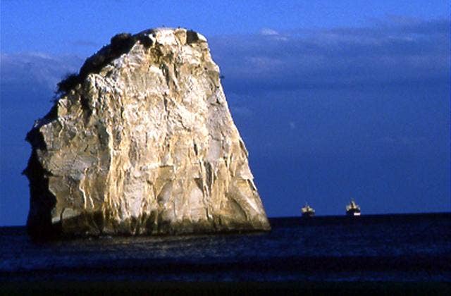 照島ウ生息地