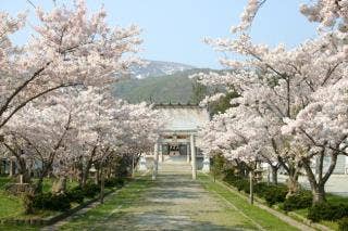 寿都神社桜並木