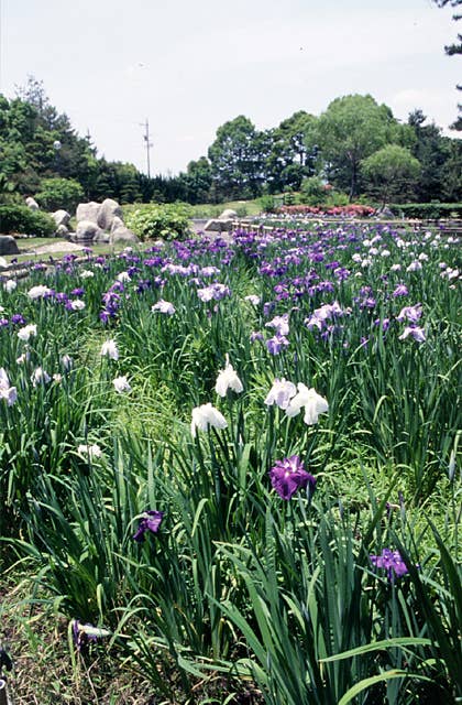 神戸公園のハナショウブ