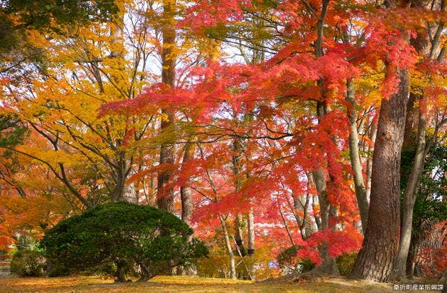 陣屋の杜公園の紅葉