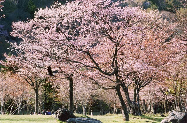 庶野の桜