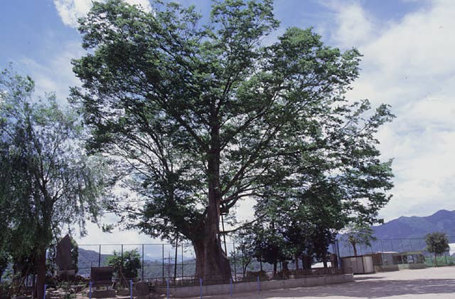 上野原の大ケヤキ