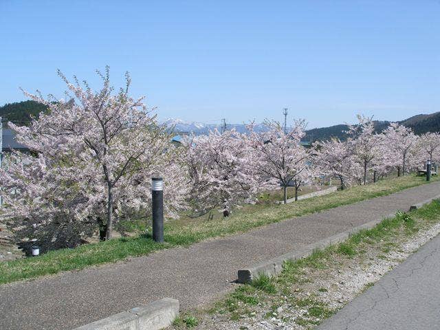 二ツ井町桜づつみ