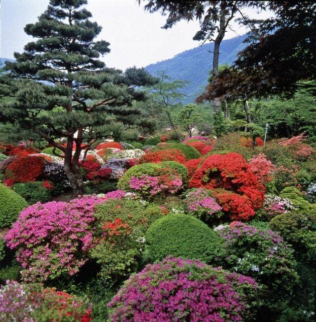 蓬莱園のツツジ