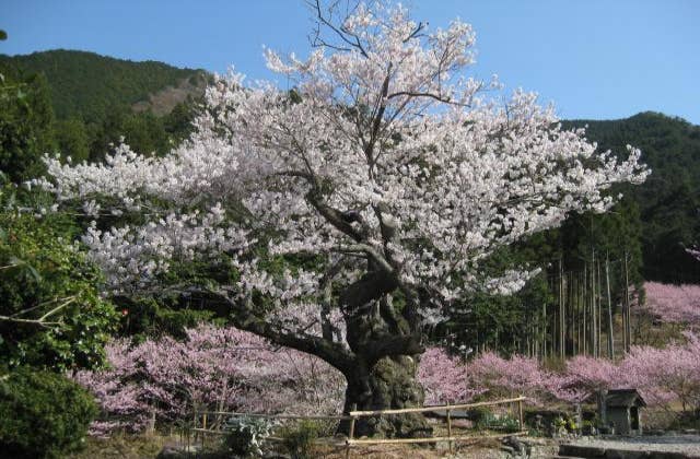 春谷寺　エドヒガン桜