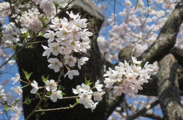 春谷寺　エドヒガン桜