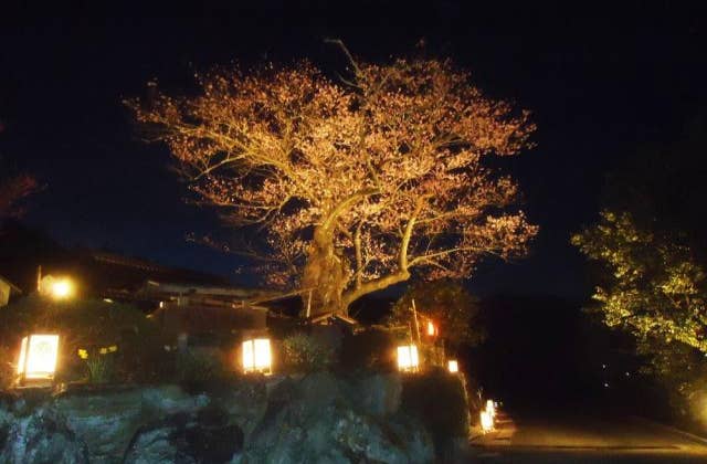 春谷寺　エドヒガン桜　ライトアップ